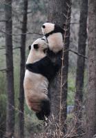 giant pandas climbing tree